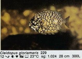 Cleidopus gloriamaris